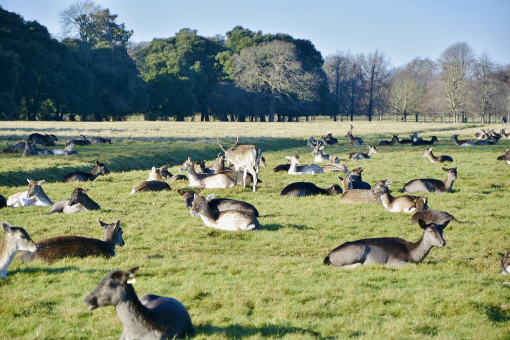 Phoenix Park in Dublin