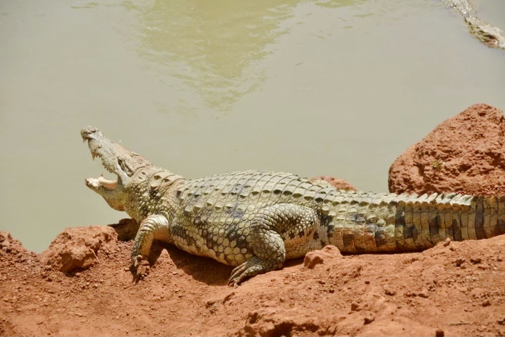 crocodile in senegal