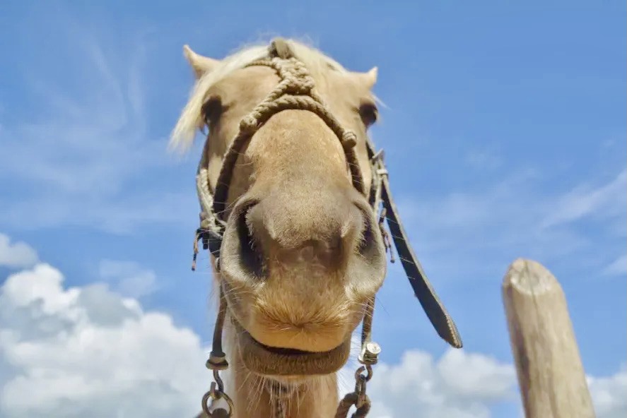 Havana horse