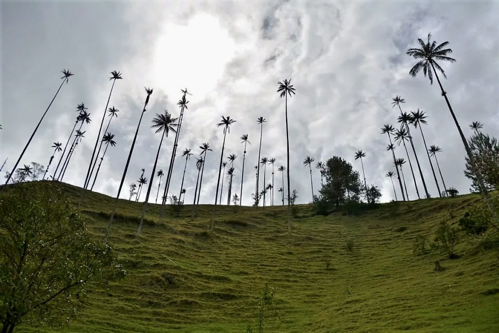 palms in Salento