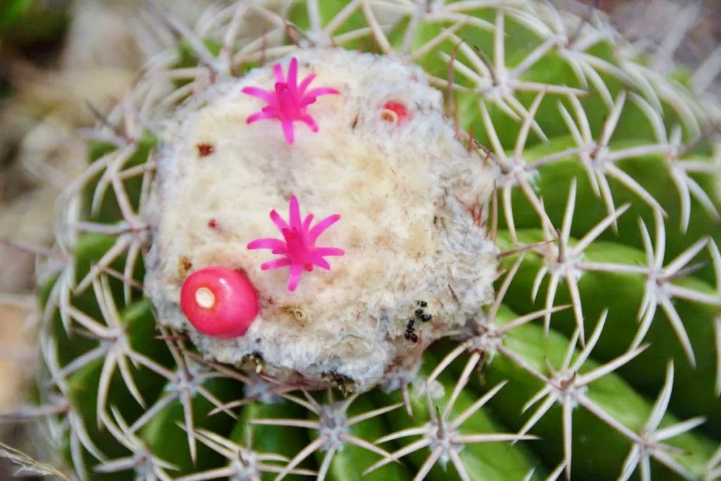 blooming cactus at Grey Desert