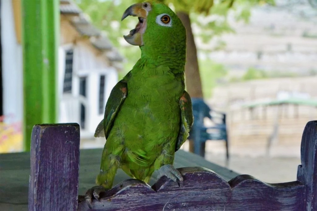 green parrot at Grey Desert