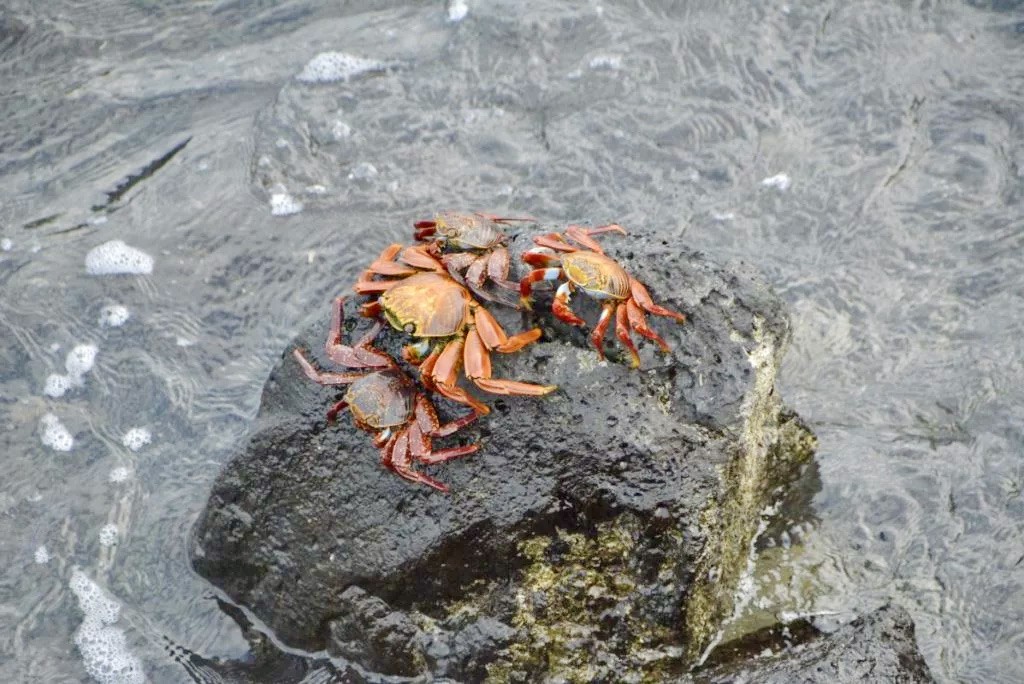 Sally lightfoot crabs