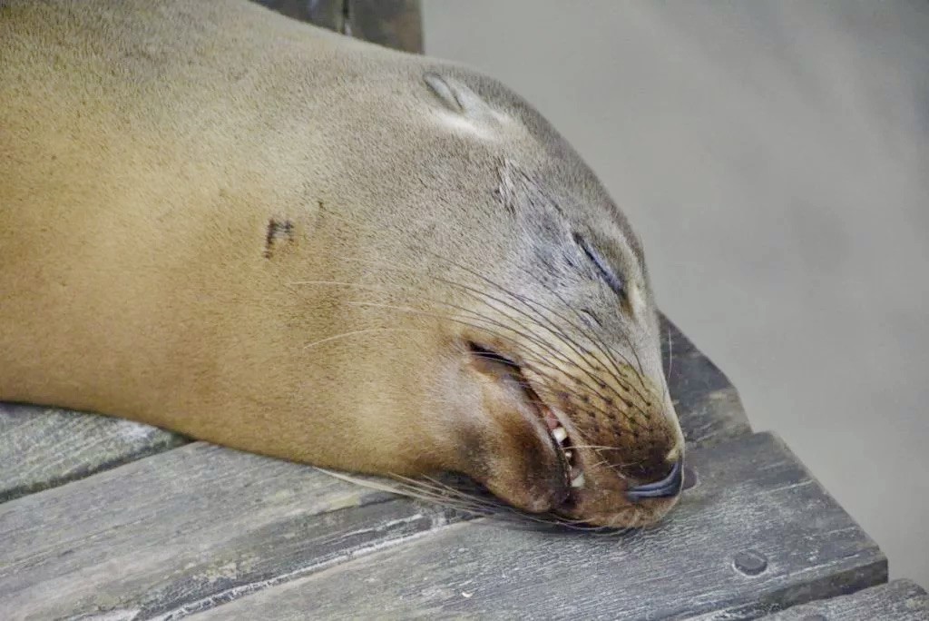 seal at Isla Isabela