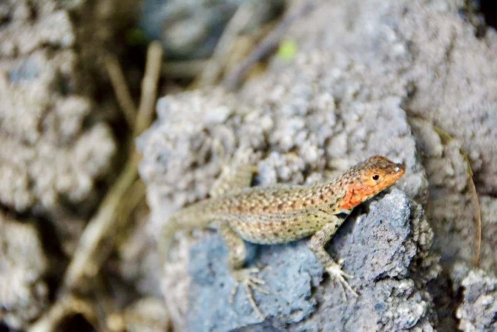 Lizards in Galapagos