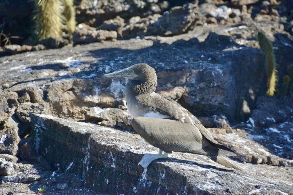 Blue booby