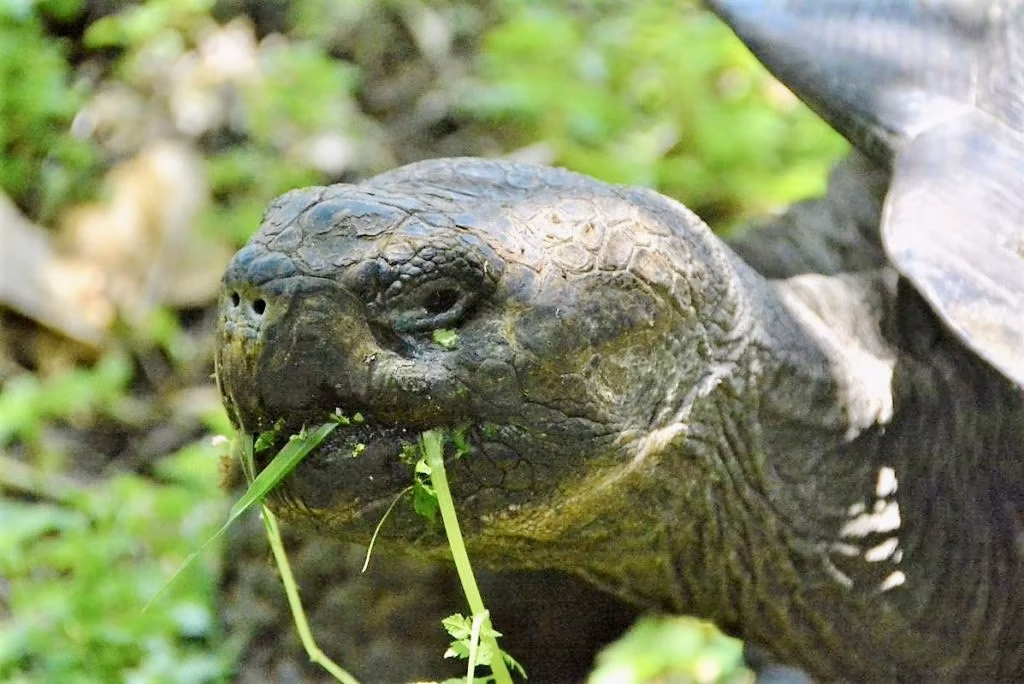 the giant turtles
