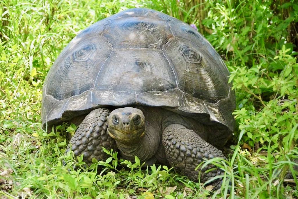 Giant tortoises