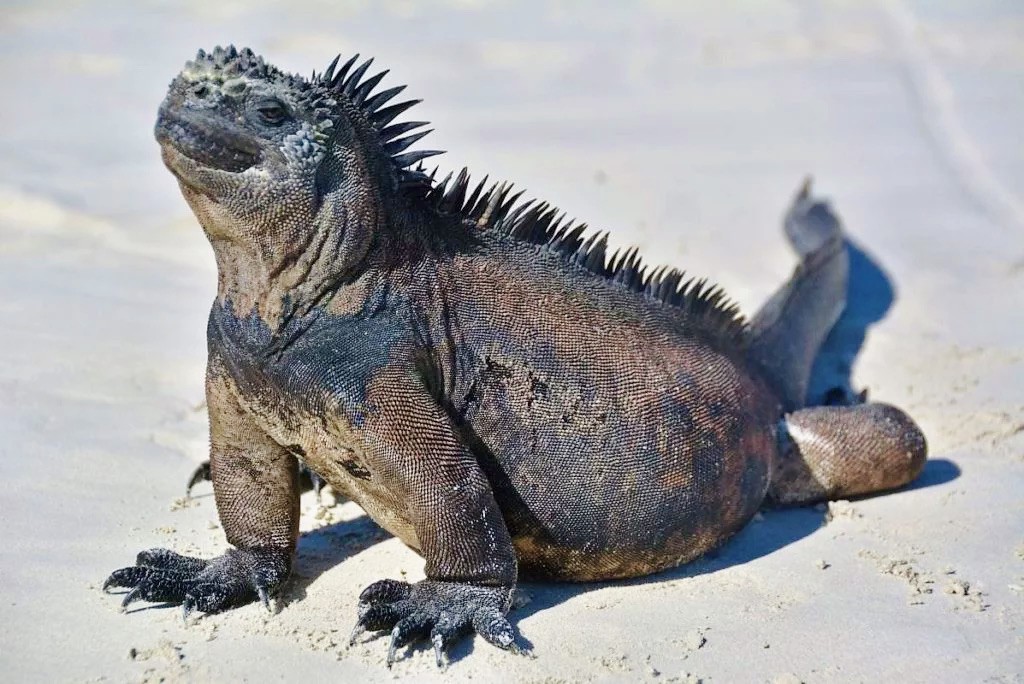 Marine iguanas