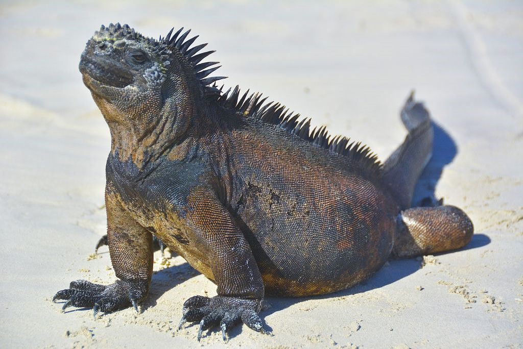 Top adventurous things to do on Isabela Island Galapagos.