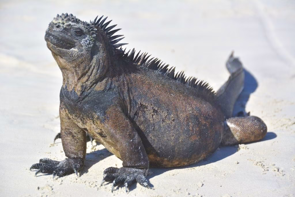 Complete Travel Guide to Galapagos for solo travelers.