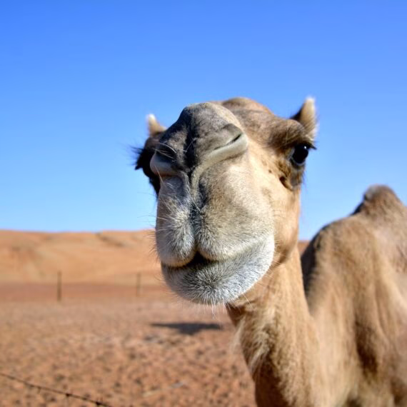 Wahiba Sands - incredible red desert camp in Oman