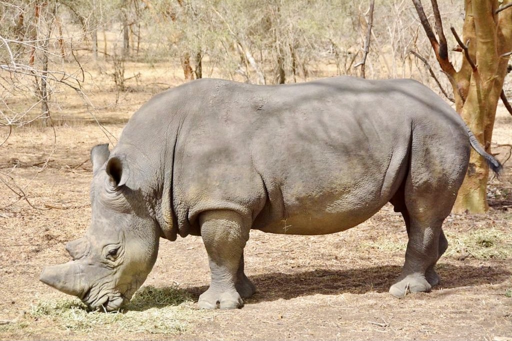 rhino