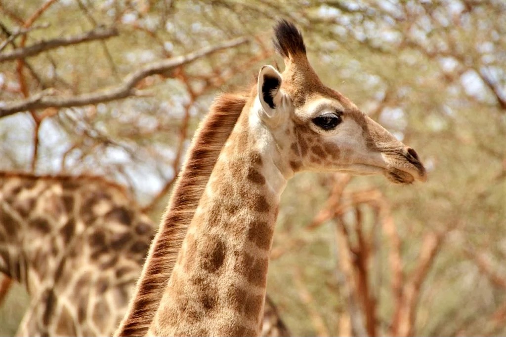 ziraffe in Senegal