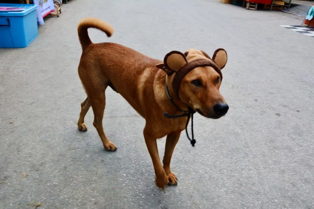 dog with bear hat in Pat Thailand