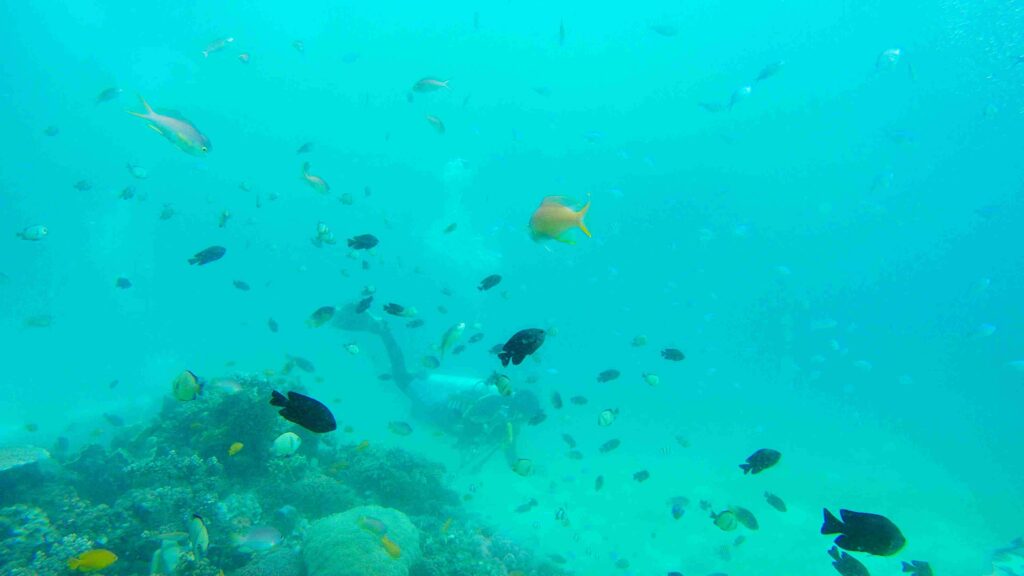 Best spots for snorkeling & diving in the Red Sea, Gulf of Aqaba.