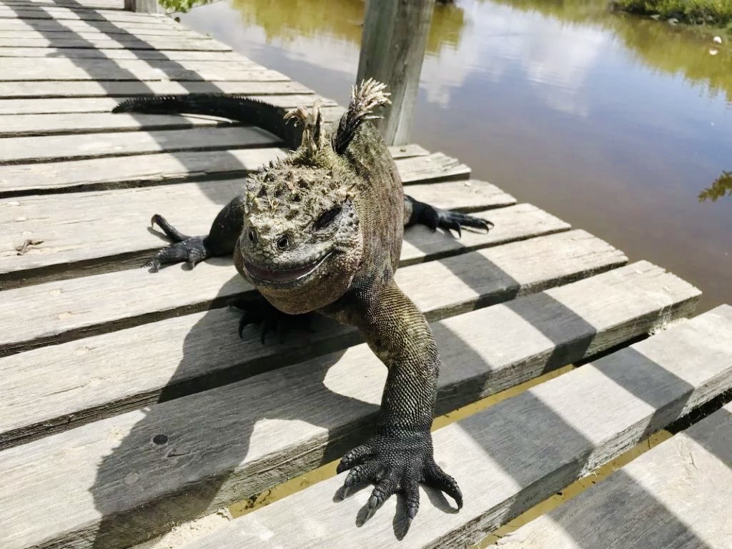 iguana at isla isabela