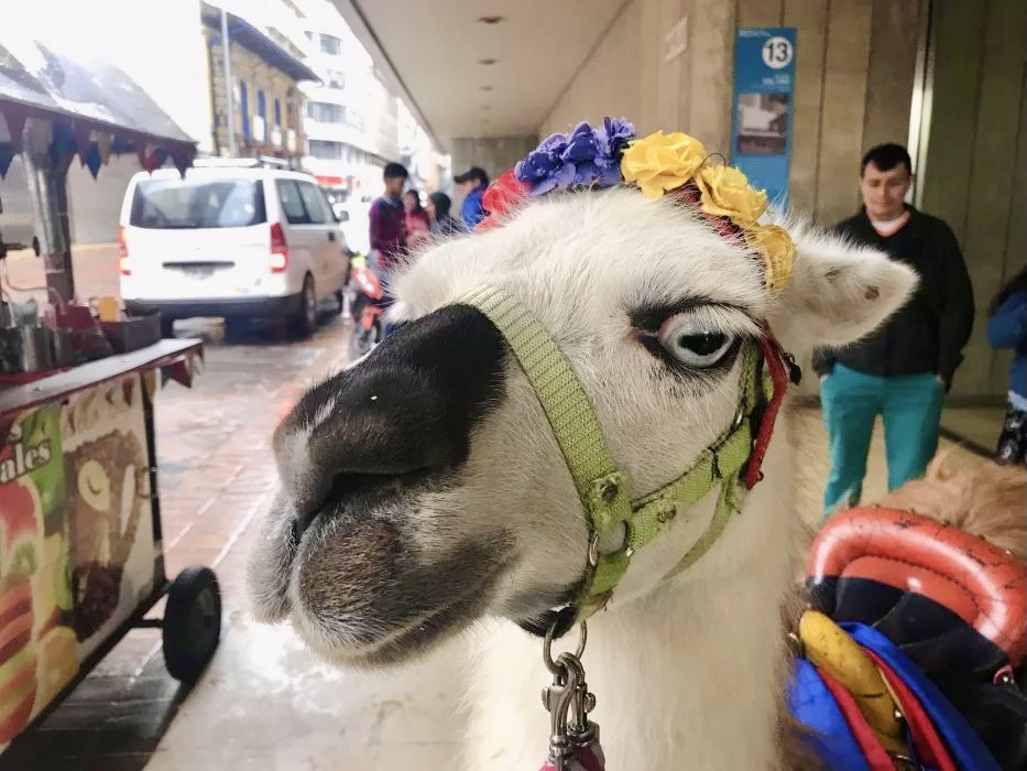 lama in Bolivar