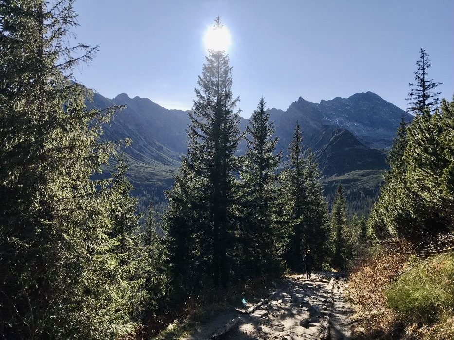 forest in Kasprowy Wierch