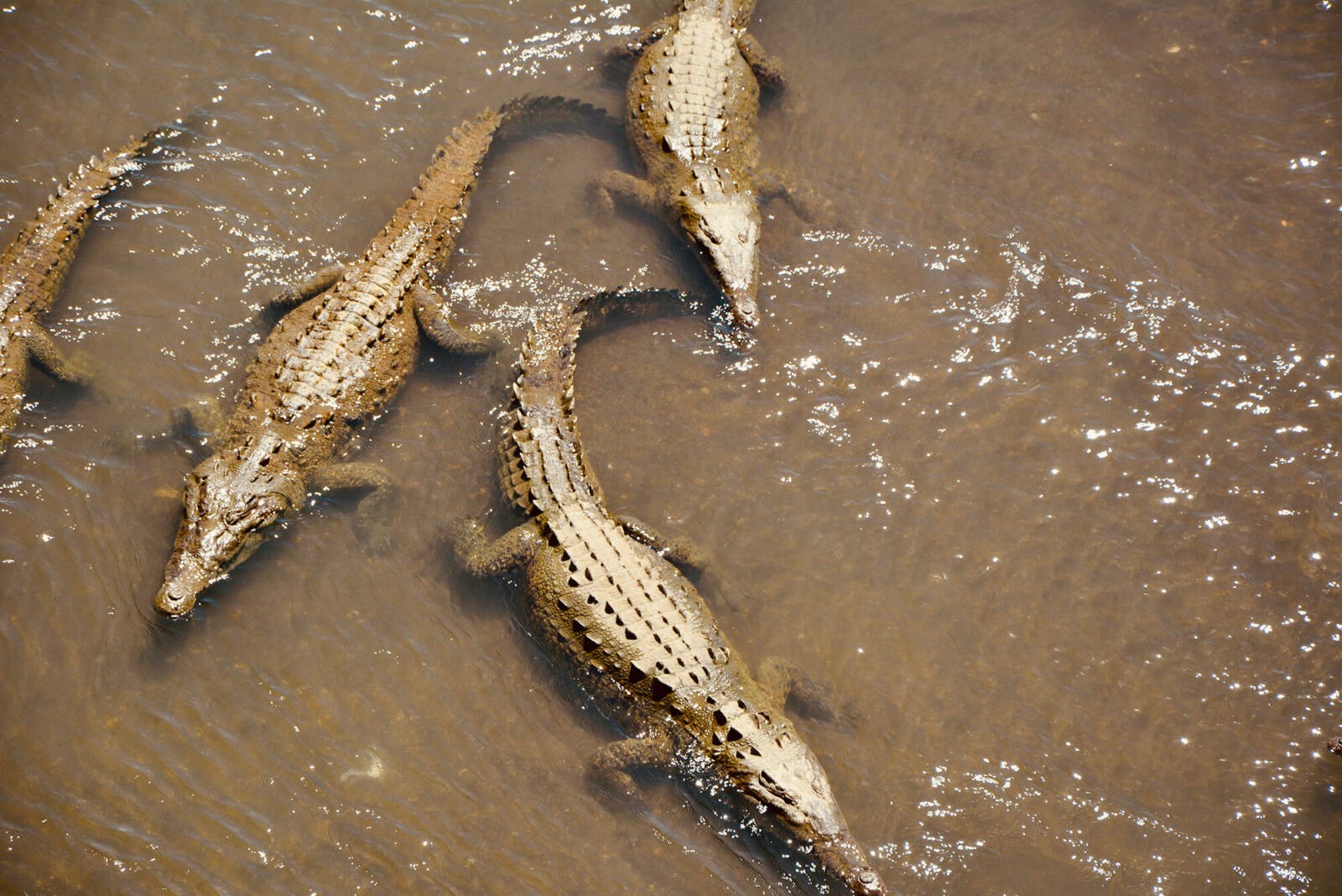 Crocodiles in Costa Rica Bridge in Tarcoles River.