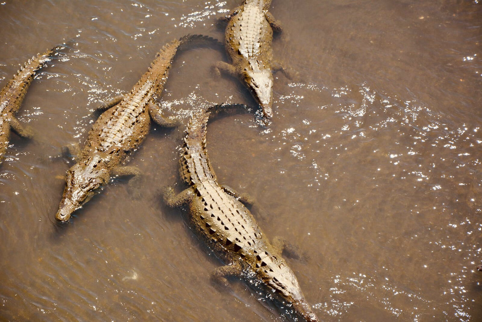 Crocodiles in Costa Rica Bridge in Tarcoles River.