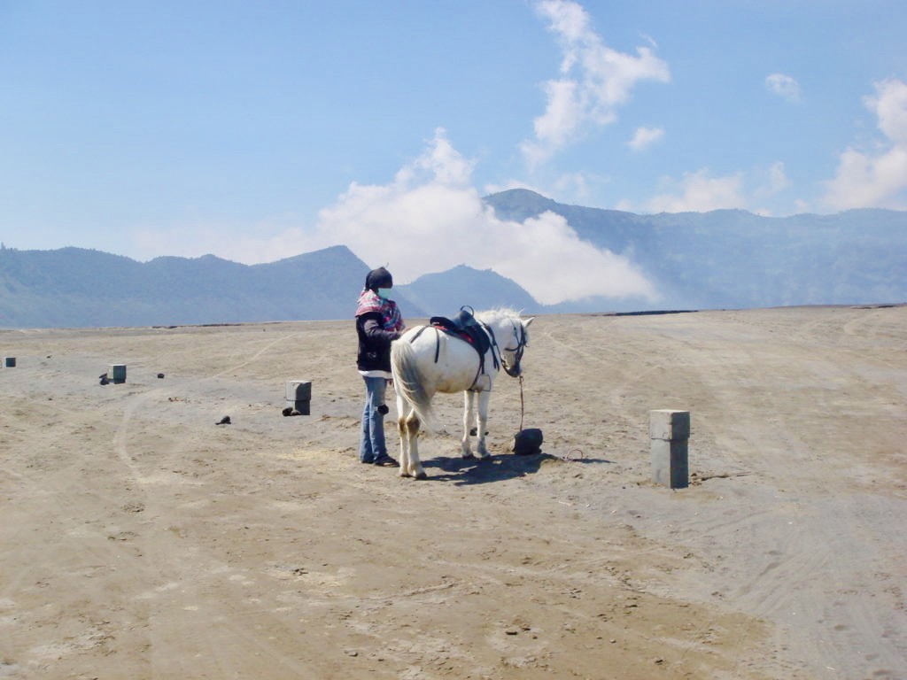 Horse and a girl on a road to Bromo