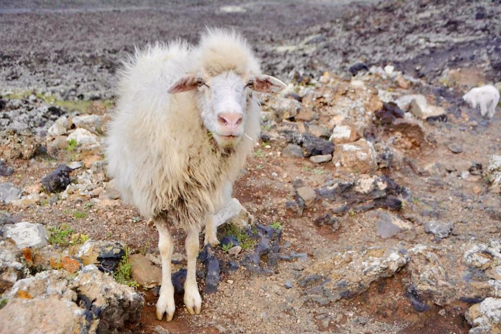 sheep at Caldera Blanca
