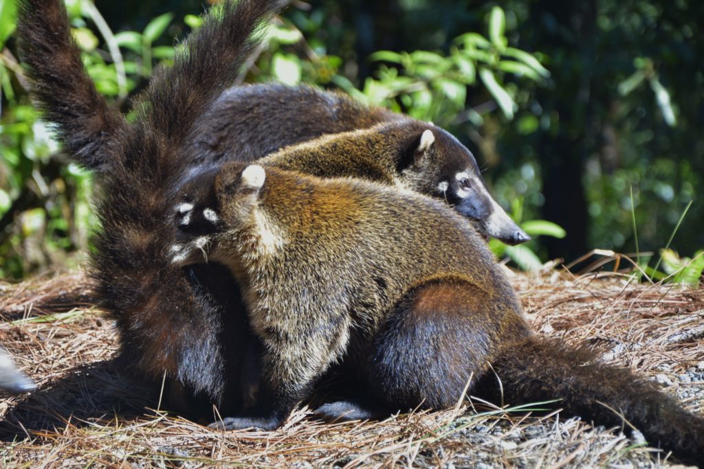 White-nosed coatis