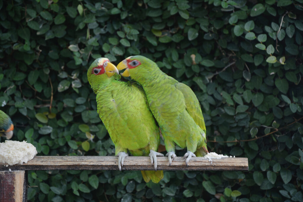 Two green parrots