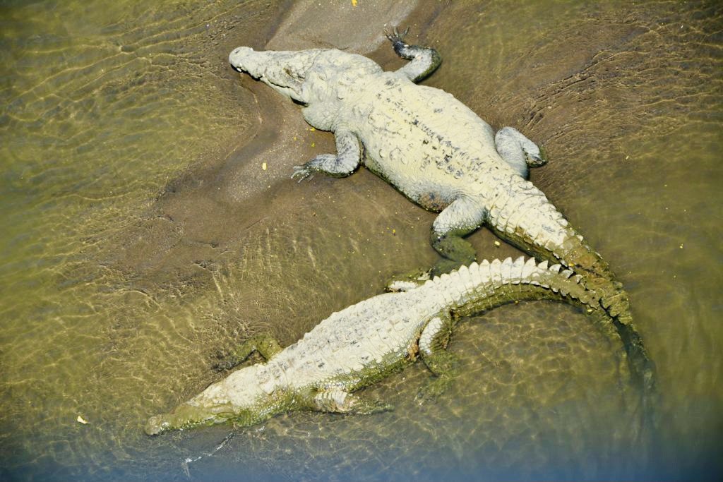 Crocodiles in Tarcoles River