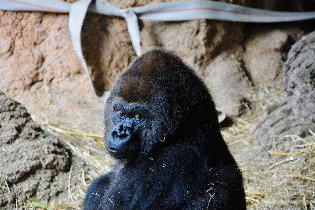 Young gorilla in Ueno Park