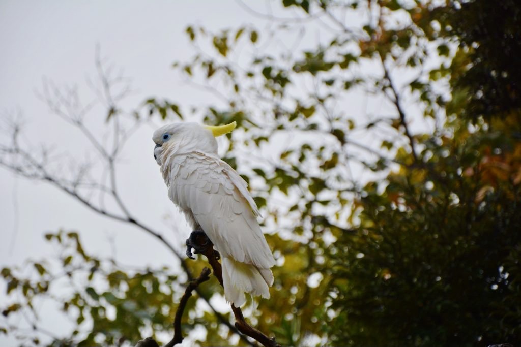 Cockatoo sitting on a tree in Ueno Park