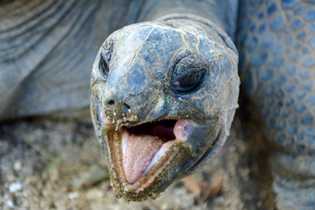 Turtle opening its mouth