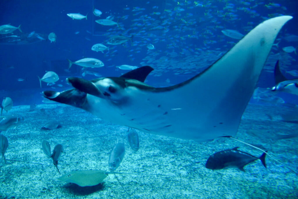 Ray in aquarium