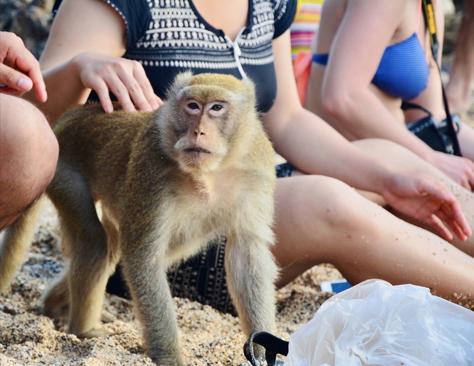 Monkey petted by people on the beach