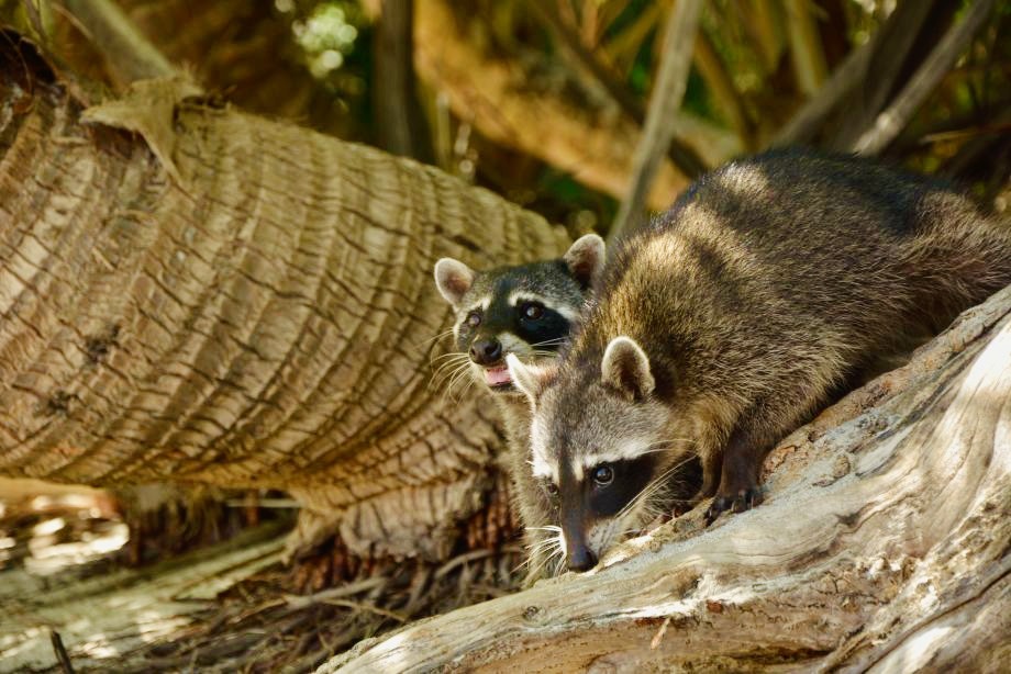 Two racoons sitting on a trunk