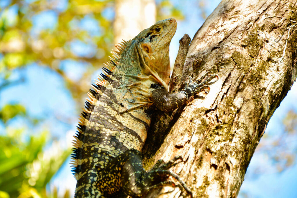 Iguana sitting on a tree