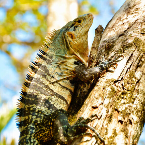 Iguana sitting on a tree