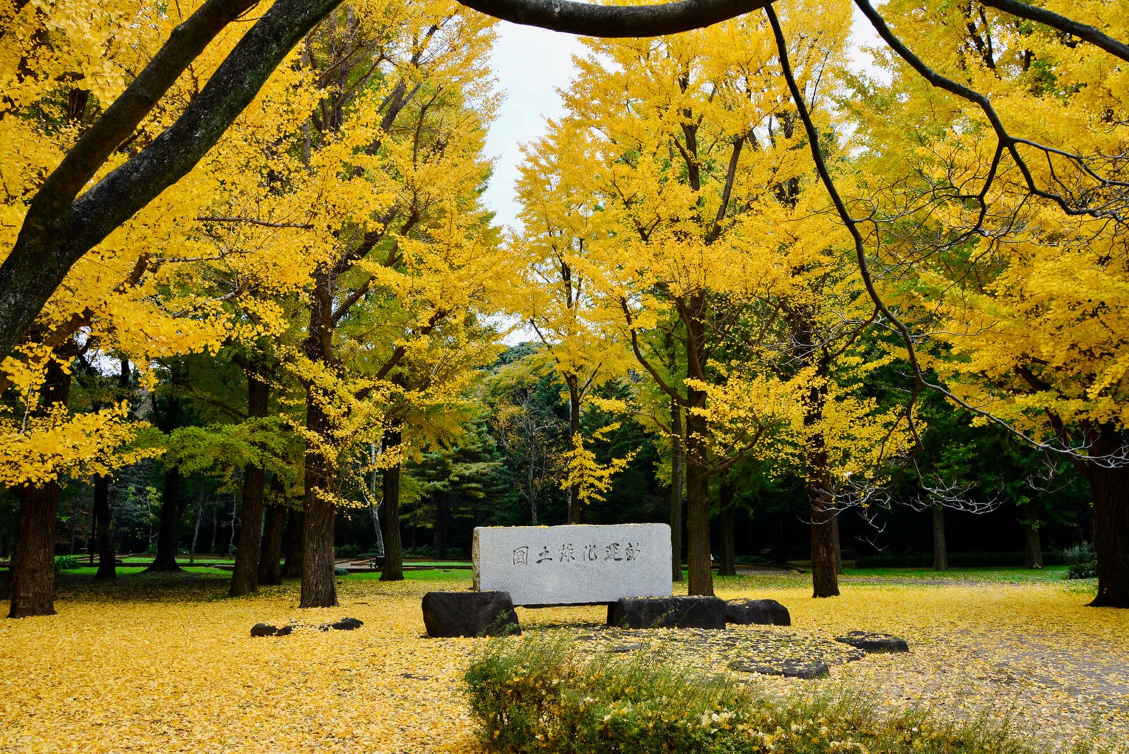 Yoyogi Park on the way to Meiji Jingu