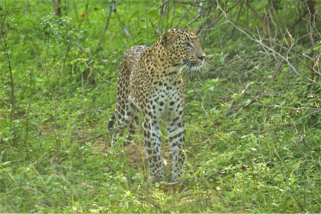 Wild travel destination - top things to do in Sri Lanka - Yala National Park