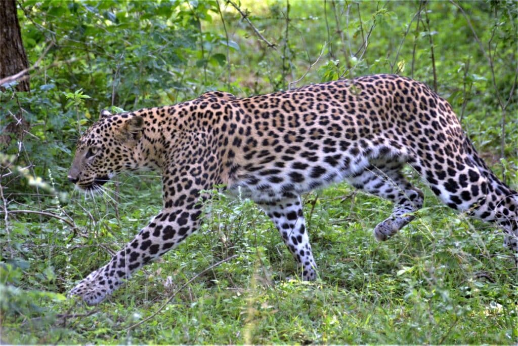 Yala National Park leopard spotting.