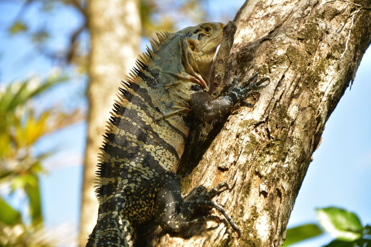 reptile animal climbing tree