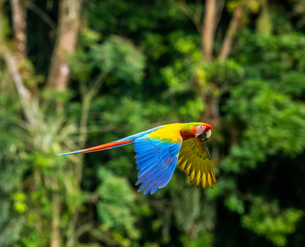 multicolored bird flying