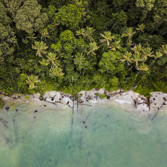 top view of a beach full of trees