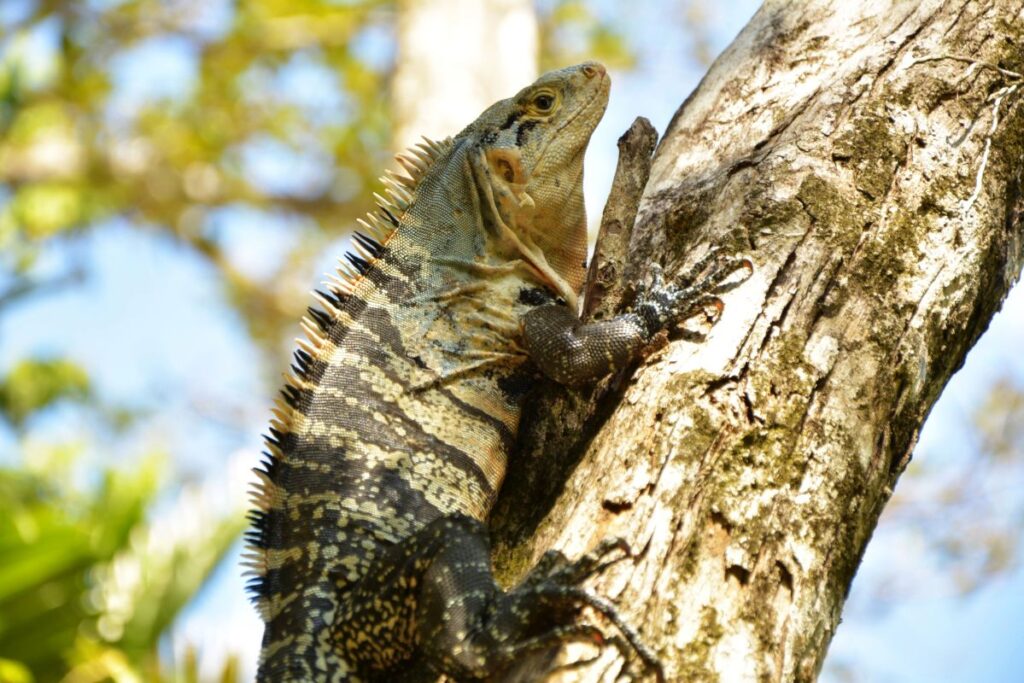 The best time to visit Costa Rica - Manuel Antonion Park.
