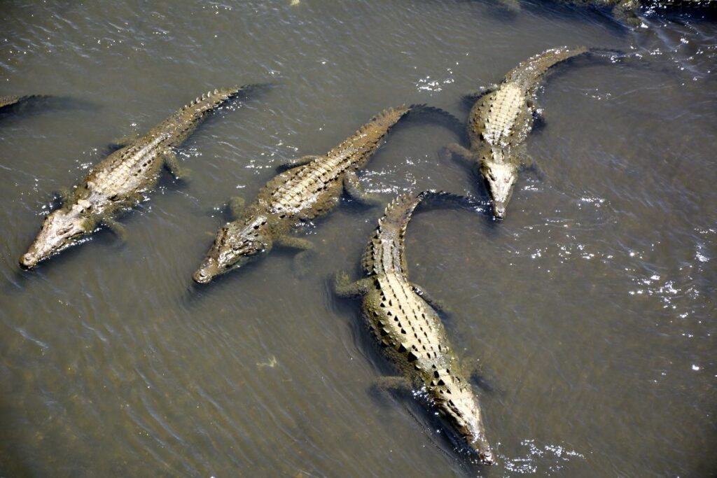 The best time to visit Costa Rica - Crocodile Bridge