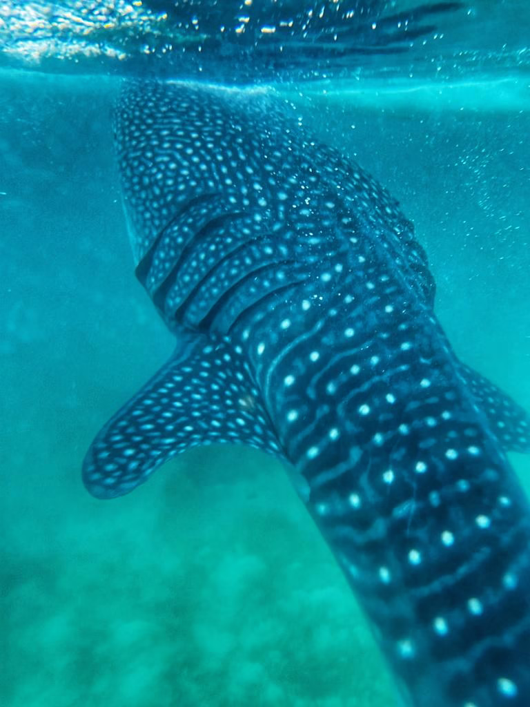swimming with whale sharks in Cebu.