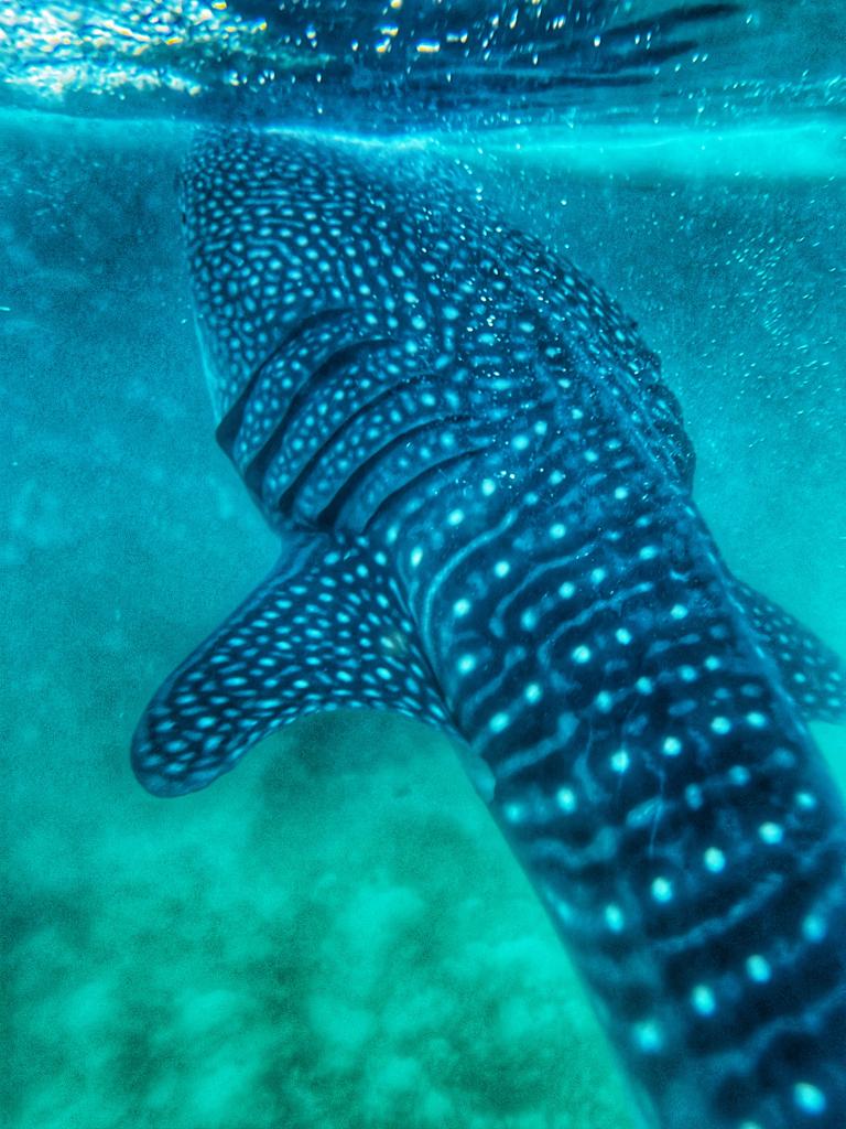 Swimming With Whale Sharks