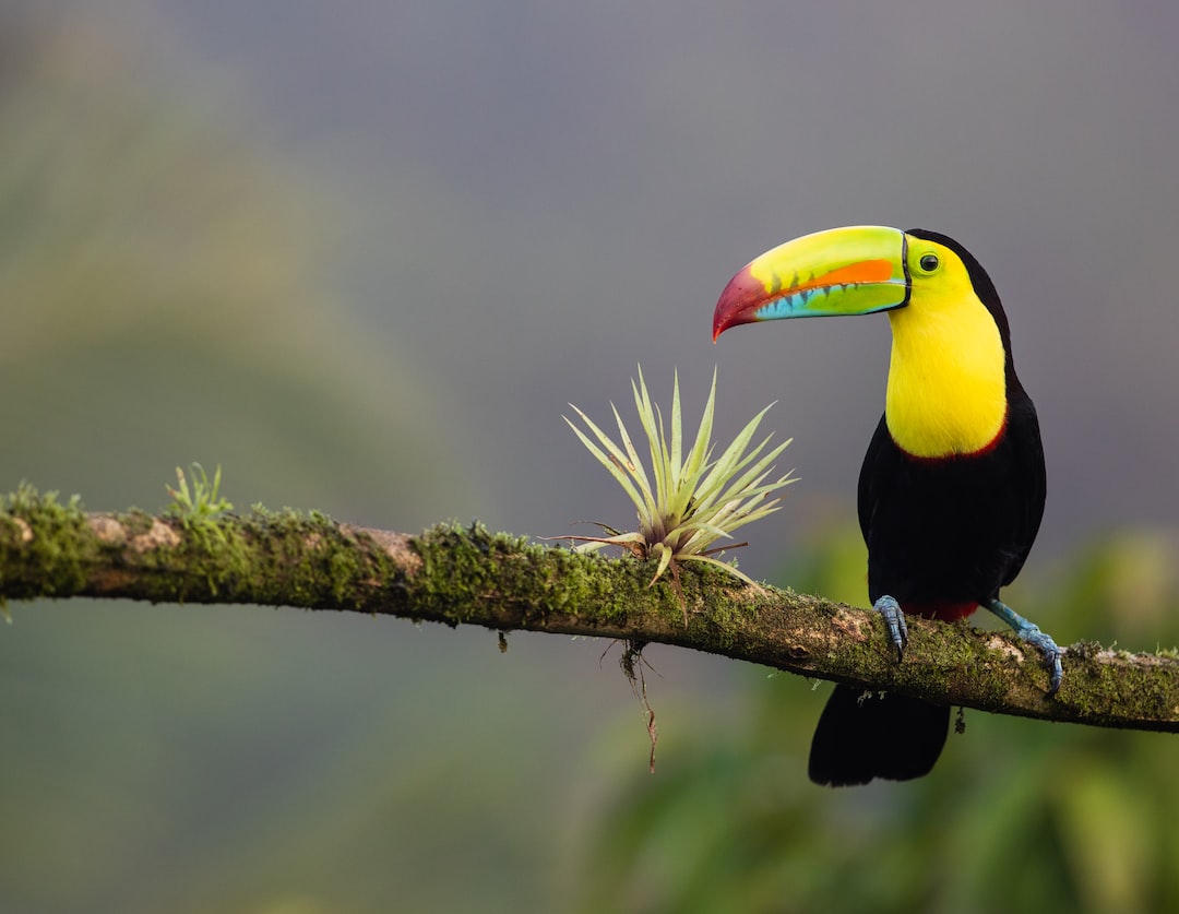 yellow & black colored bird sitting on tree branch
