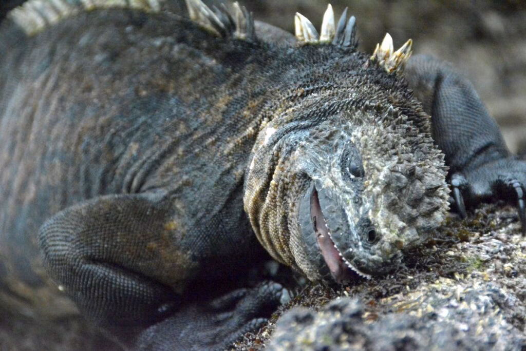 Complete Travel Guide to Galapagos for solo travelers.